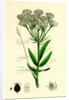 Sium Latifolium Great Water-Parsnip by Anonymous