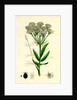 Sium Latifolium Great Water-Parsnip by Anonymous