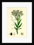 Sium Latifolium Great Water-Parsnip by Anonymous