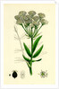 Sium Latifolium Great Water-Parsnip by Anonymous