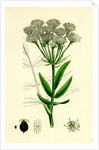 Sium Latifolium Great Water-Parsnip by Anonymous