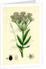 Sium Latifolium Great Water-Parsnip by Anonymous