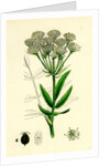 Sium Latifolium Great Water-Parsnip by Anonymous
