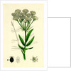 Sium Latifolium Great Water-Parsnip by Anonymous