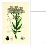 Sium Latifolium Great Water-Parsnip by Anonymous