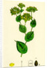 Bupleurum Rotundifolium Perfoliate Hare's-Ear by Anonymous