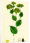 Bupleurum Rotundifolium Perfoliate Hare's-Ear by Anonymous
