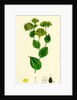 Bupleurum Rotundifolium Perfoliate Hare's-Ear by Anonymous