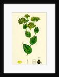 Bupleurum Rotundifolium Perfoliate Hare's-Ear by Anonymous