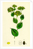 Bupleurum Rotundifolium Perfoliate Hare's-Ear by Anonymous