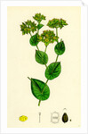 Bupleurum Rotundifolium Perfoliate Hare's-Ear by Anonymous