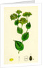 Bupleurum Rotundifolium Perfoliate Hare's-Ear by Anonymous