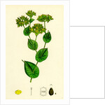Bupleurum Rotundifolium Perfoliate Hare's-Ear by Anonymous