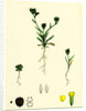 Bupleurum Aristatum Narrow-Leaved Hare's-Ear by Anonymous