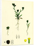 Bupleurum Aristatum Narrow-Leaved Hare's-Ear by Anonymous