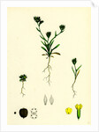 Bupleurum Aristatum Narrow-Leaved Hare's-Ear by Anonymous