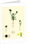 Bupleurum Aristatum Narrow-Leaved Hare's-Ear by Anonymous