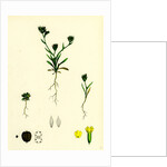 Bupleurum Aristatum Narrow-Leaved Hare's-Ear by Anonymous