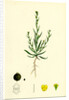 Bupleurum Tenuissimum Slender Hare's-Ear by Anonymous