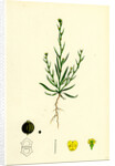Bupleurum Tenuissimum Slender Hare's-Ear by Anonymous