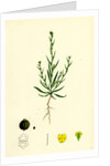 Bupleurum Tenuissimum Slender Hare's-Ear by Anonymous