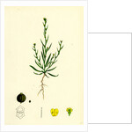 Bupleurum Tenuissimum Slender Hare's-Ear by Anonymous