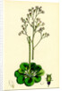 Saxifraga Geum Var. Elegans Kidney-Leaved London-Pride by Anonymous