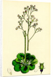 Saxifraga Geum Var. Elegans Kidney-Leaved London-Pride by Anonymous