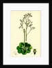 Saxifraga Geum Var. Elegans Kidney-Leaved London-Pride by Anonymous