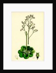 Saxifraga Geum Var. Elegans Kidney-Leaved London-Pride by Anonymous