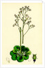 Saxifraga Geum Var. Elegans Kidney-Leaved London-Pride by Anonymous