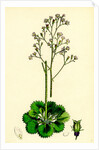 Saxifraga Geum Var. Elegans Kidney-Leaved London-Pride by Anonymous