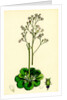 Saxifraga Geum Var. Elegans Kidney-Leaved London-Pride by Anonymous