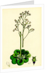 Saxifraga Geum Var. Elegans Kidney-Leaved London-Pride by Anonymous