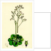 Saxifraga Geum Var. Elegans Kidney-Leaved London-Pride by Anonymous