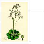 Saxifraga Geum Var. Elegans Kidney-Leaved London-Pride by Anonymous