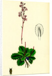 Saxifraga Umbrosa Common London-Pride by Anonymous