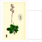 Saxifraga Umbrosa Common London-Pride by Anonymous