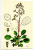 Saxifraga Umbrosa Var. Serratifolia Common London-Pride by Anonymous