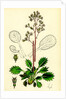 Saxifraga Umbrosa Var. Serratifolia Common London-Pride by Anonymous