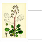 Saxifraga Umbrosa Var. Serratifolia Common London-Pride by Anonymous