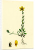 Saxifraga Hirculus Yellow Marsh Saxifrage by Anonymous