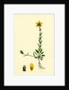 Saxifraga Hirculus Yellow Marsh Saxifrage by Anonymous