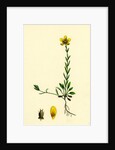 Saxifraga Hirculus Yellow Marsh Saxifrage by Anonymous