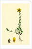 Saxifraga Hirculus Yellow Marsh Saxifrage by Anonymous