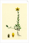 Saxifraga Hirculus Yellow Marsh Saxifrage by Anonymous