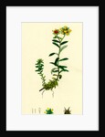 Saxifraga Aizoides Yellow Mountain Saxifrage by Anonymous