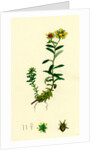 Saxifraga Aizoides Yellow Mountain Saxifrage by Anonymous