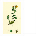 Saxifraga Aizoides Yellow Mountain Saxifrage by Anonymous