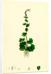 Saxifraga Cernua Drooping Alpine Saxifrage by Anonymous